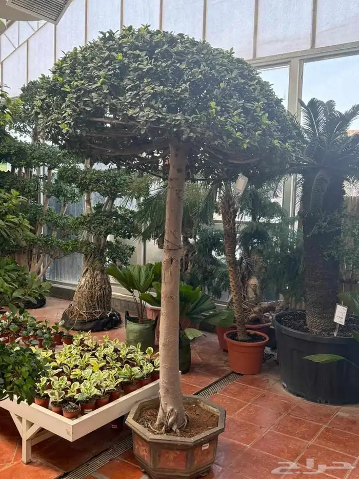 شجر الفكس بونساي اشجار الزينه 17