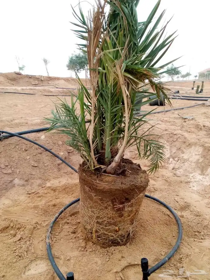 نخل للبيع جميع الانواع 5