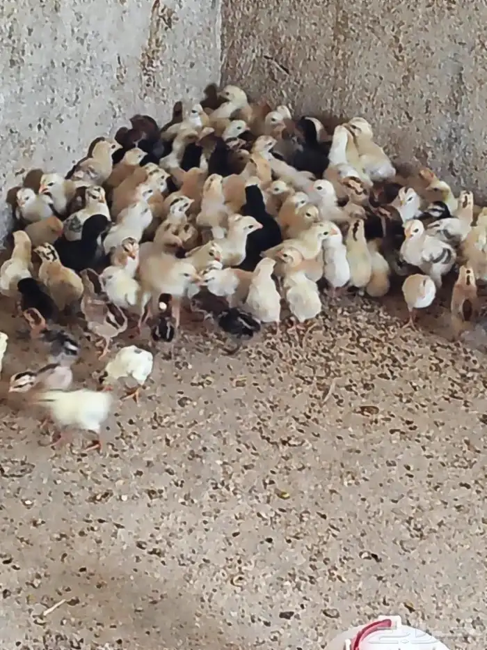 صوص دجاج بلدي فواتح للبيع 0