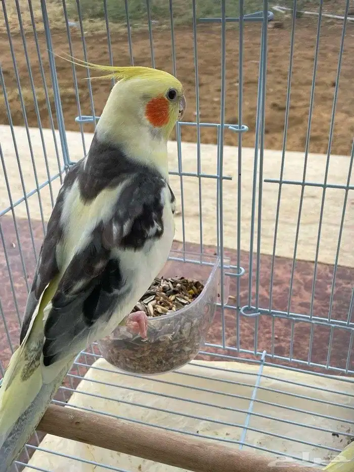 طيور كروان الذكر يتكلم ويغني ويرقص الانثى غير منتجه الطيور 3