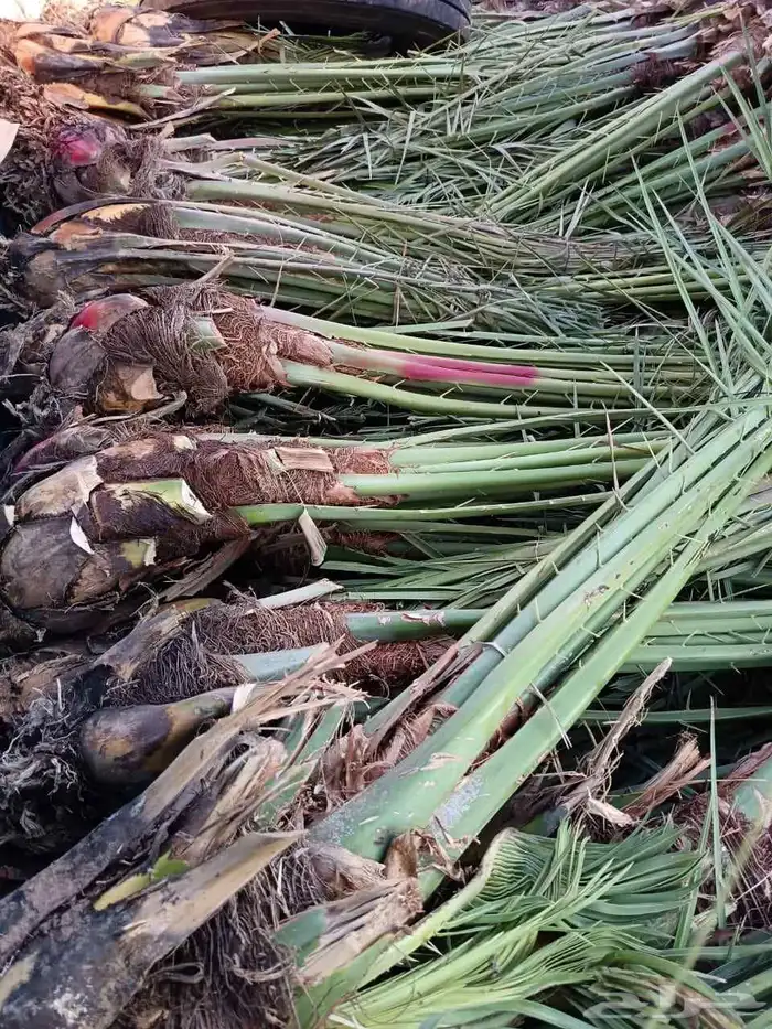 يوجد لدينا نخل عربي واشنطني وفروخ حيش 3