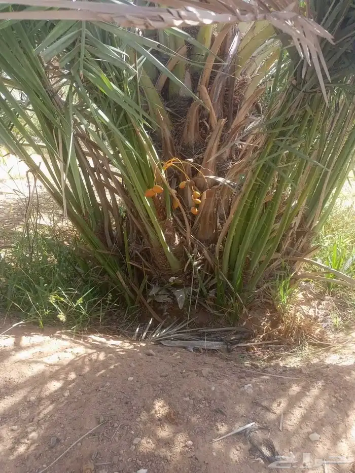 يوجد فروخ سكري طيبه جدا  ونظيفه وحاجه مضمونه 1