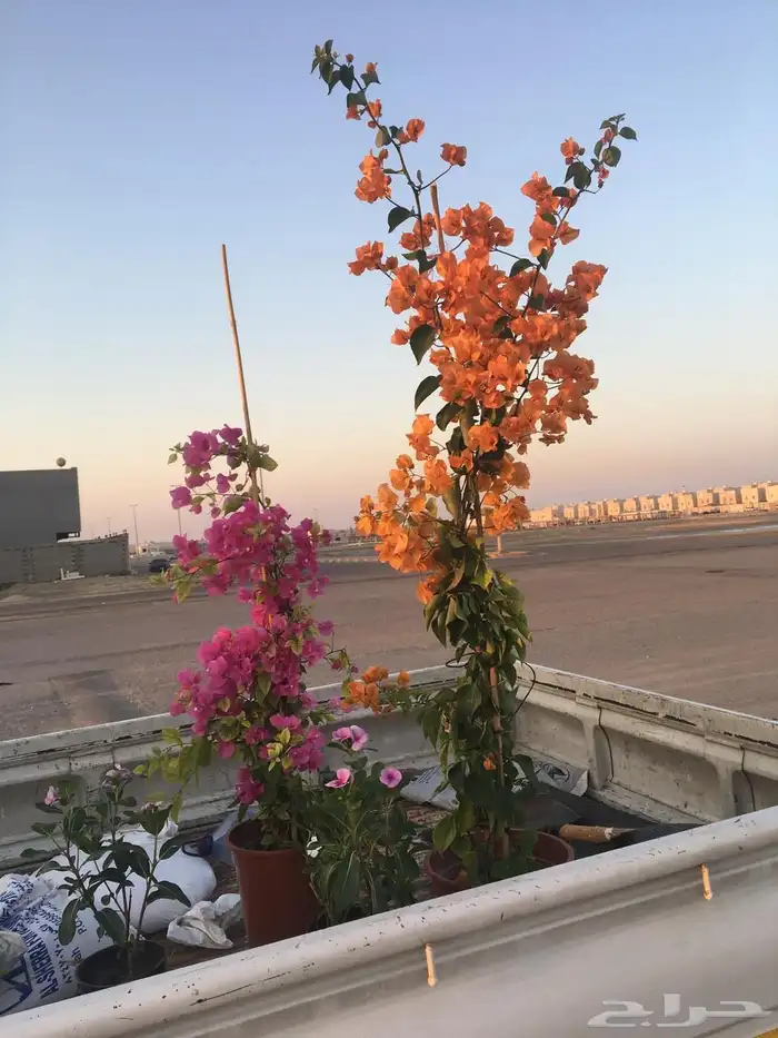 تنسيق الحدائق المنزلية 21