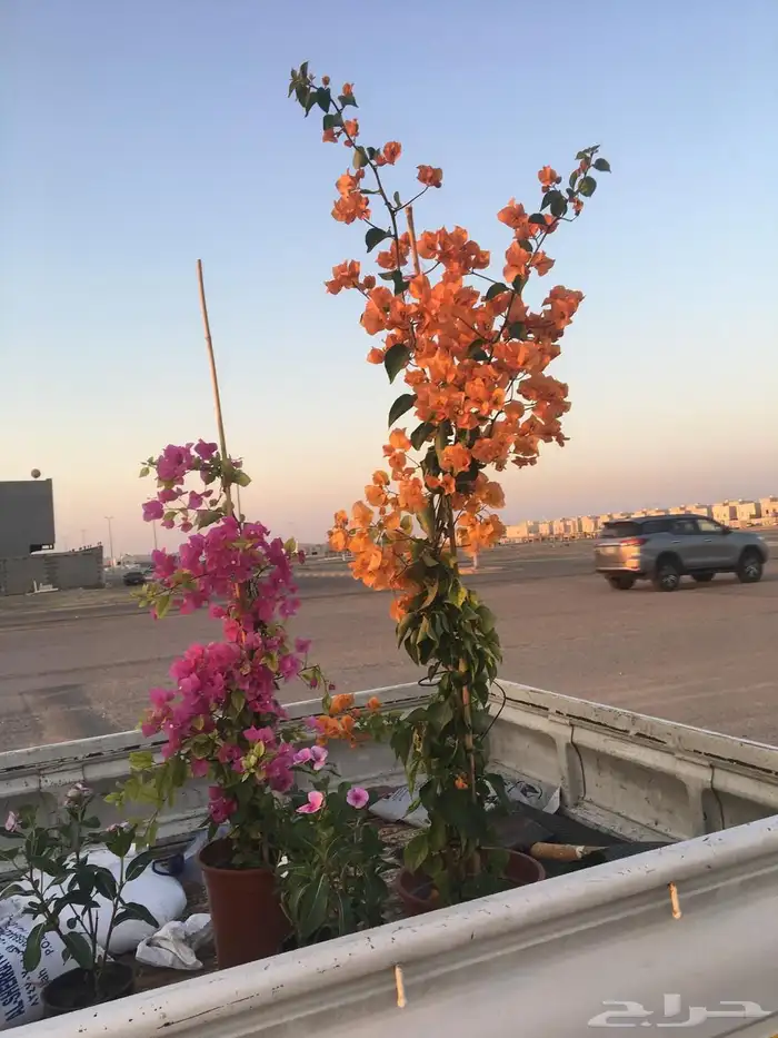 تنسيق الحدائق المنزلية 22