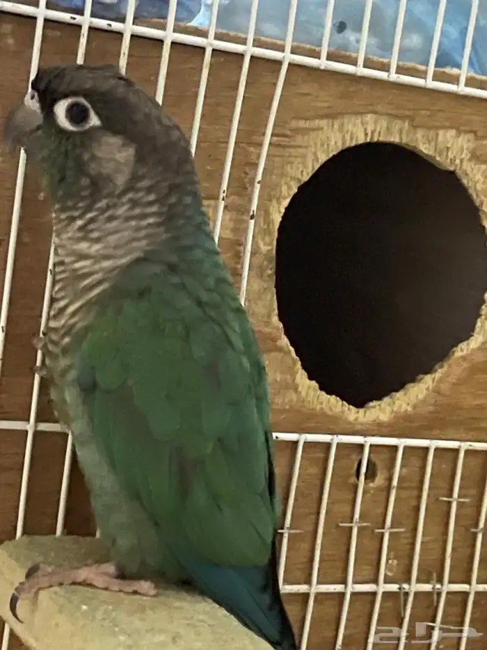 ذكر كنيور بلو شيك (( تم البيع )) 2