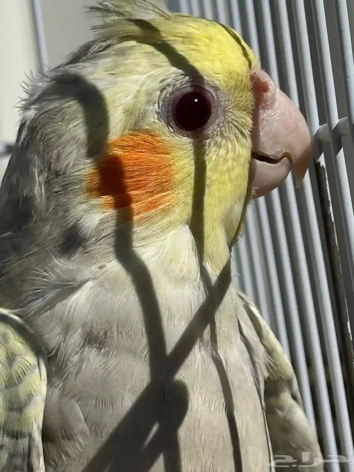 فروخ كروان 3