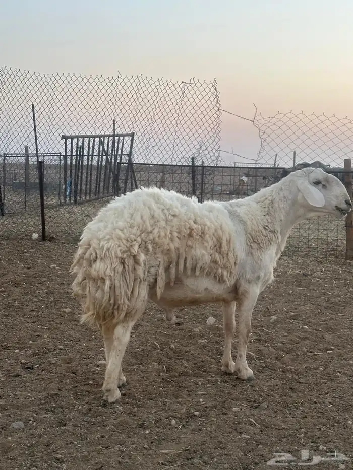 حري فحل 0
