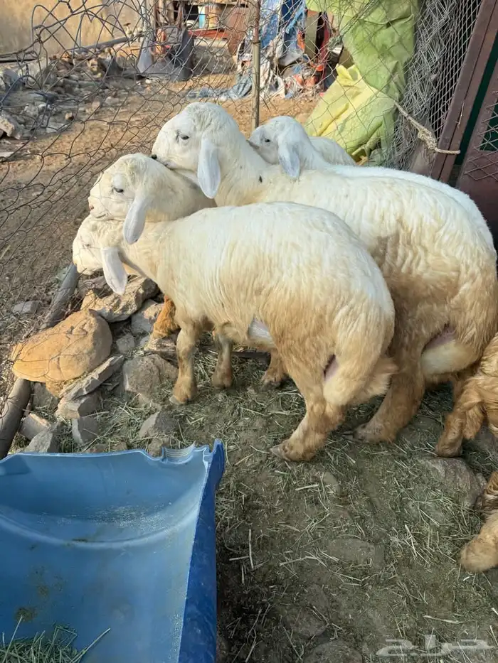 طليان في بلجرشي 4