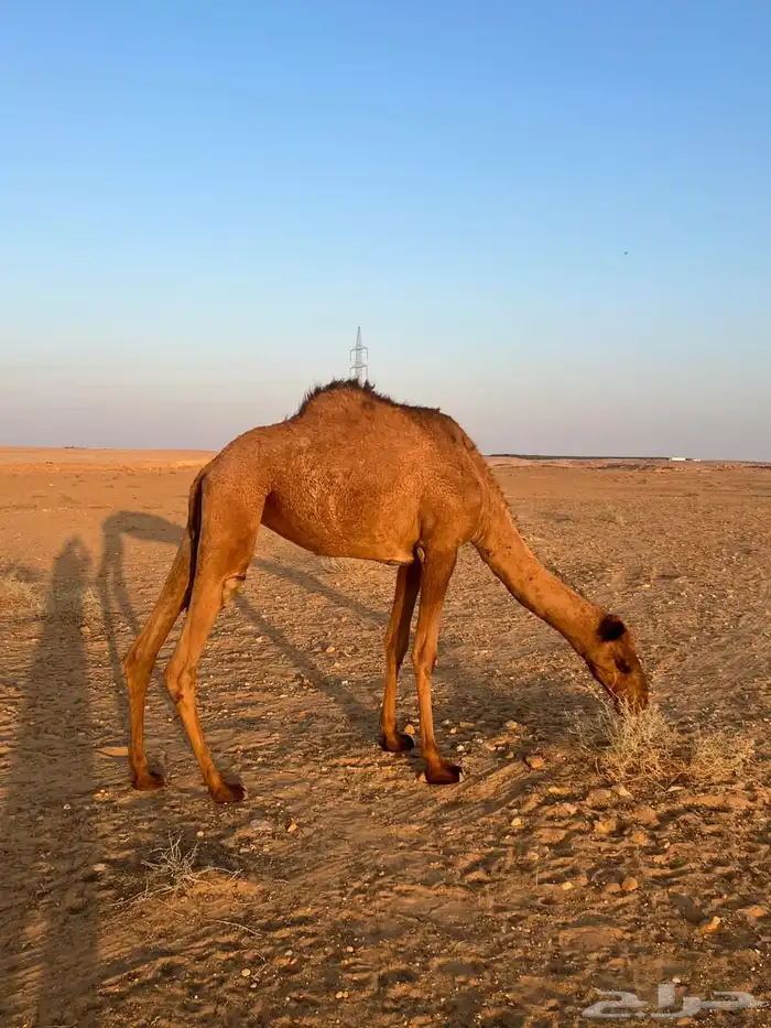 بكره مفروده 1