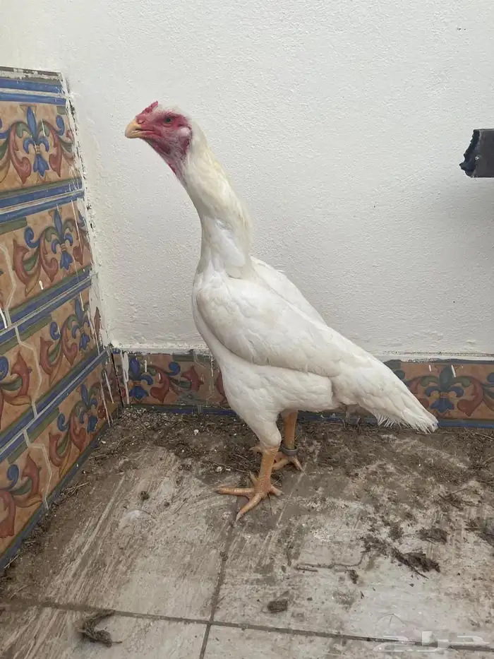 دجاجه خارجيه هزاز فول 0