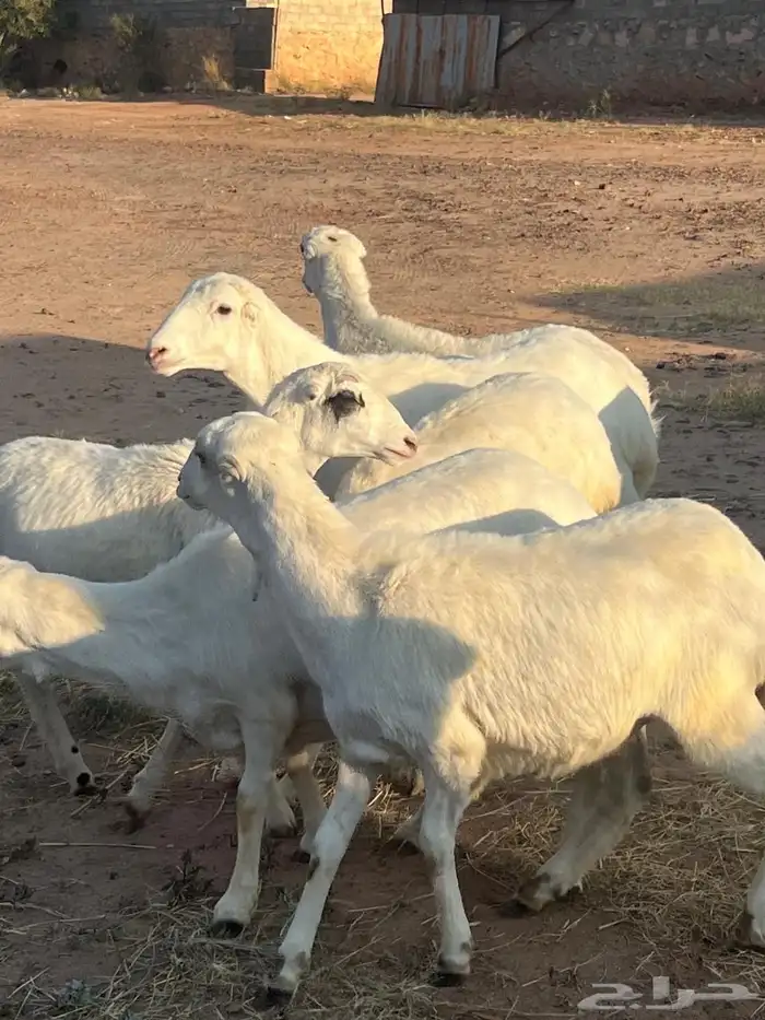 اعرض لكم 8 رخال صنف الصنف مع الفحل 0