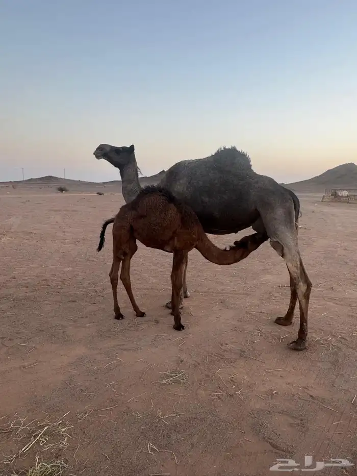 للبيع 4
