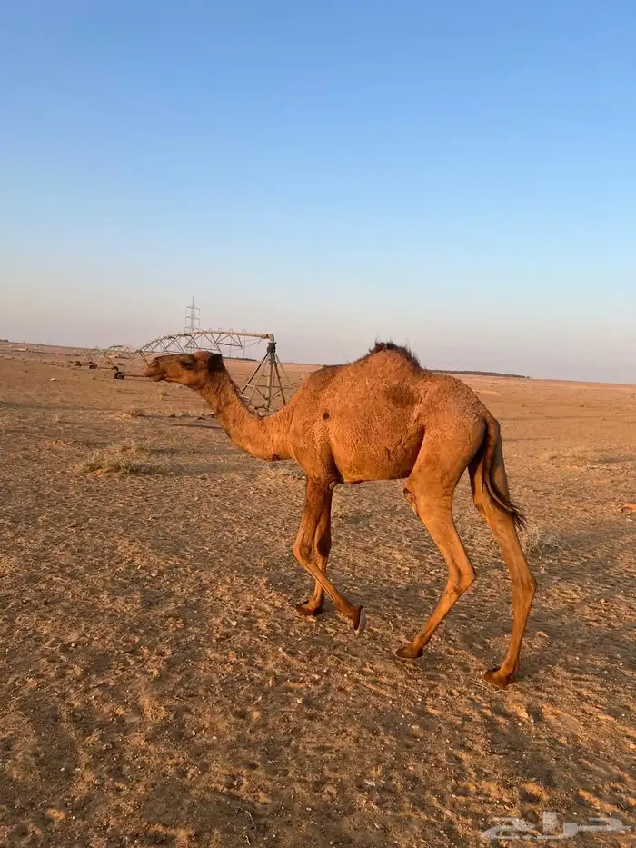 بكره مفروده 0