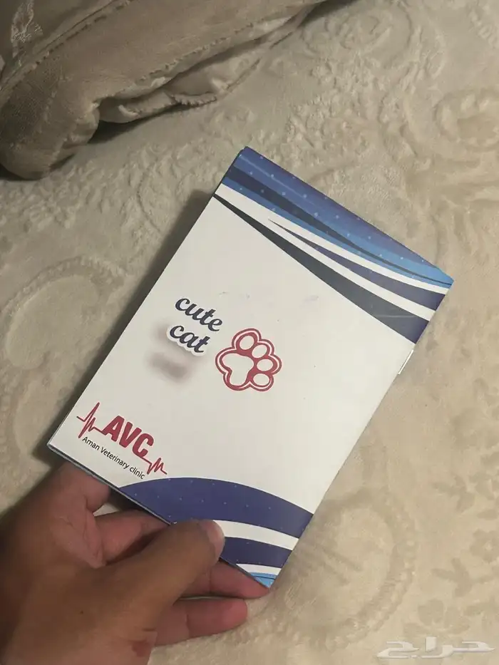 كلب مالتيز فرنسي 0