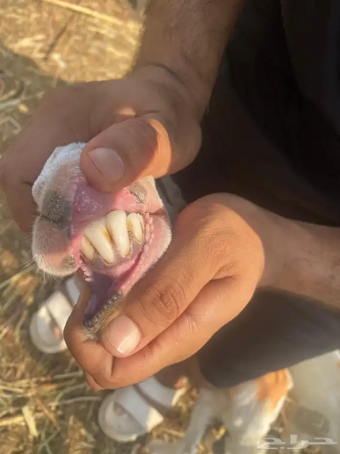 مناتيج للبيع فاخره للي يبي يقني 7