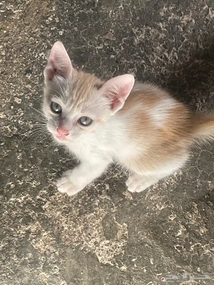 قطط صغيره لتبني 1