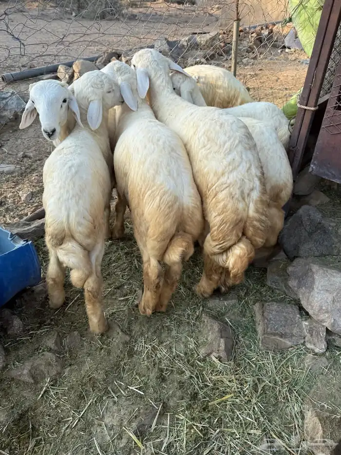 طليان في بلجرشي 0