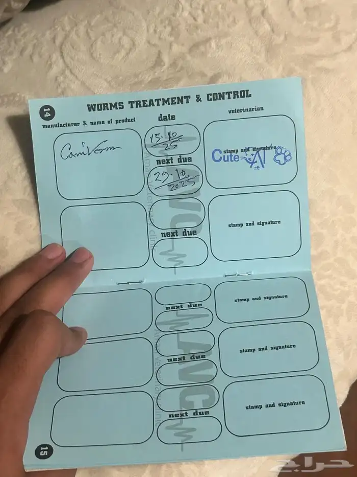 كلب مالتيز فرنسي 4