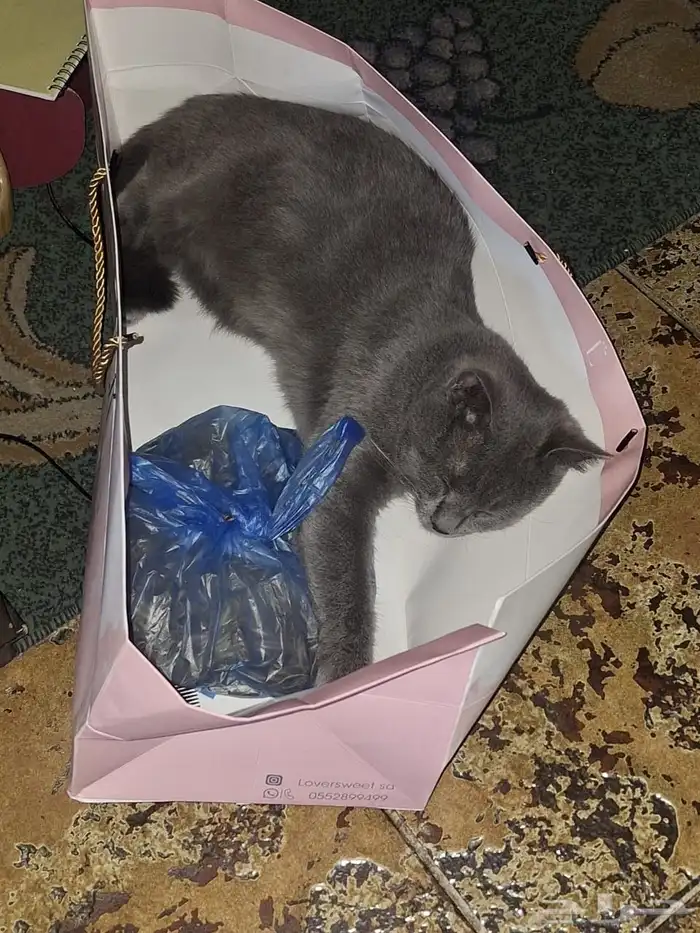 قط بريطاني للبيع ب800 العمر سنه و3 شهور فئ الاحساء 6