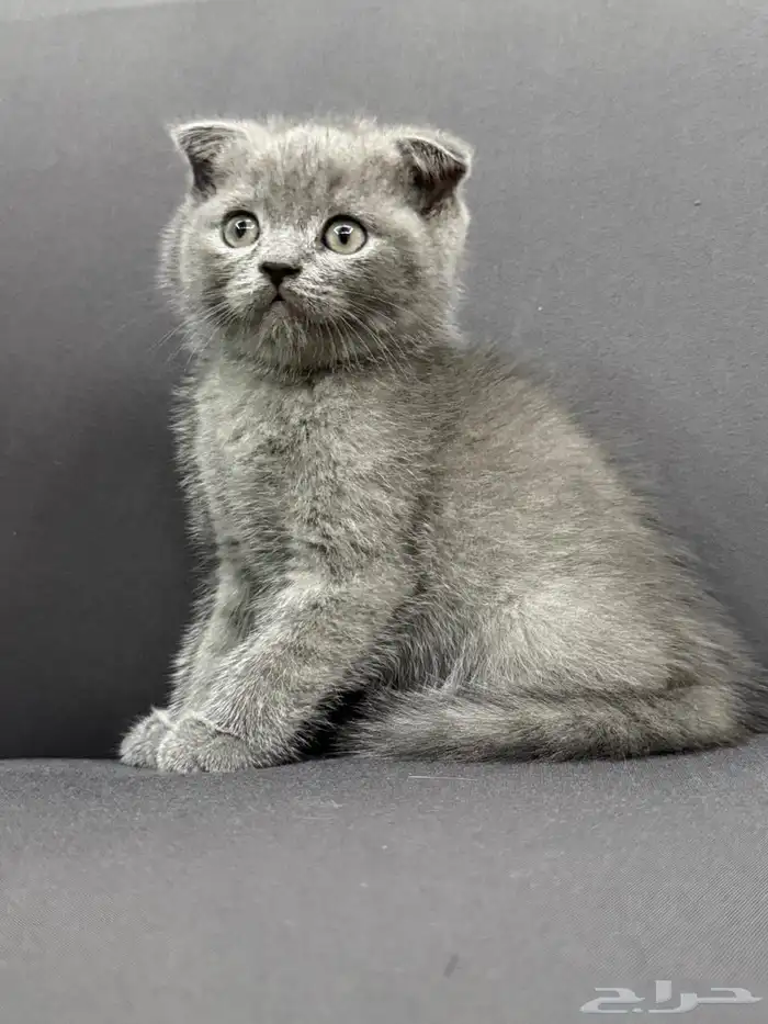 قط ذكر سكوتش فولد للبيع 0