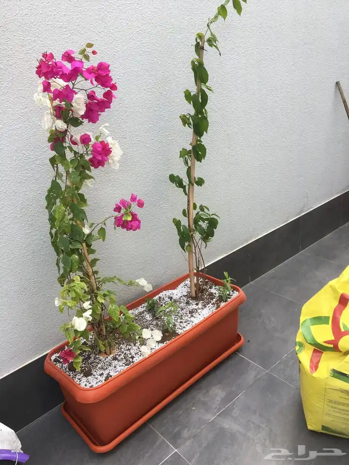 تنسيق الحدائق المنزلية 25