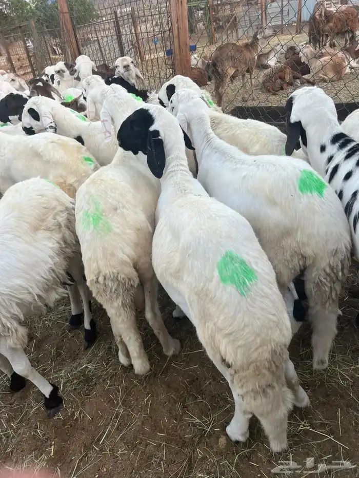 طليان سواكن بيض 1