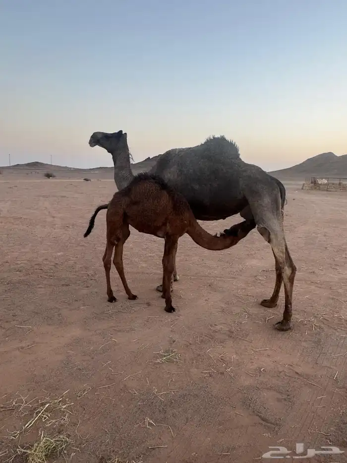 للبيع 5