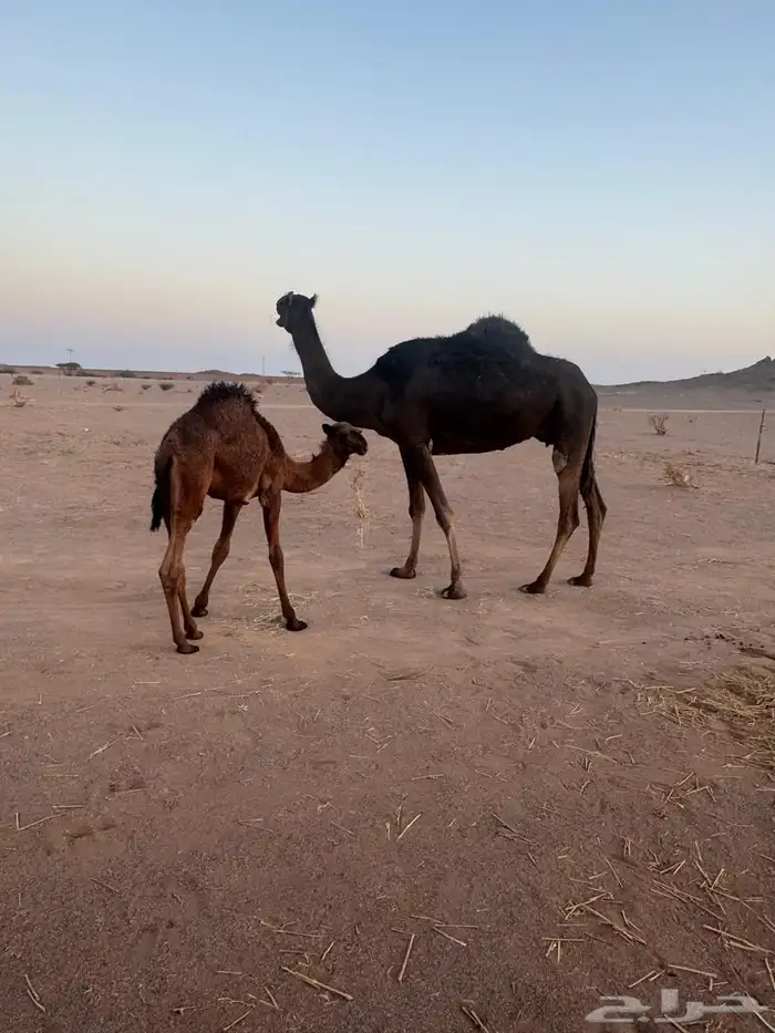 للبيع 7