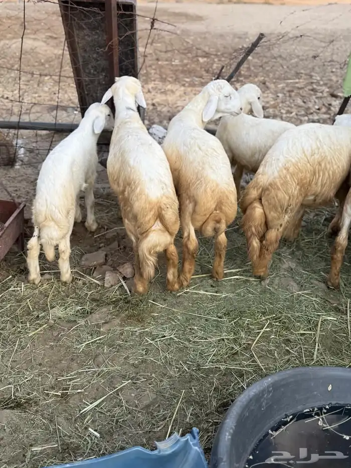 طليان في بلجرشي 1