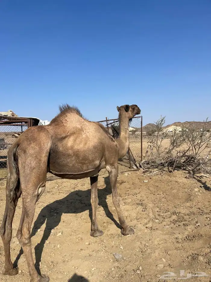 ناقة صفراء ضروبه كفو هداوه شرط 0