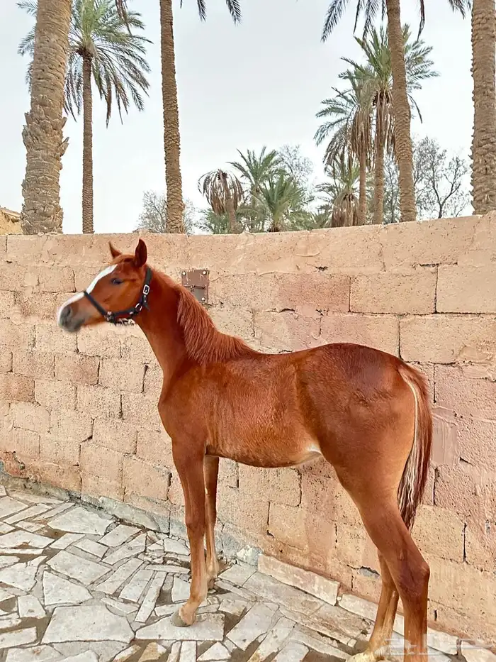 مهره شعبيه مميزه 1