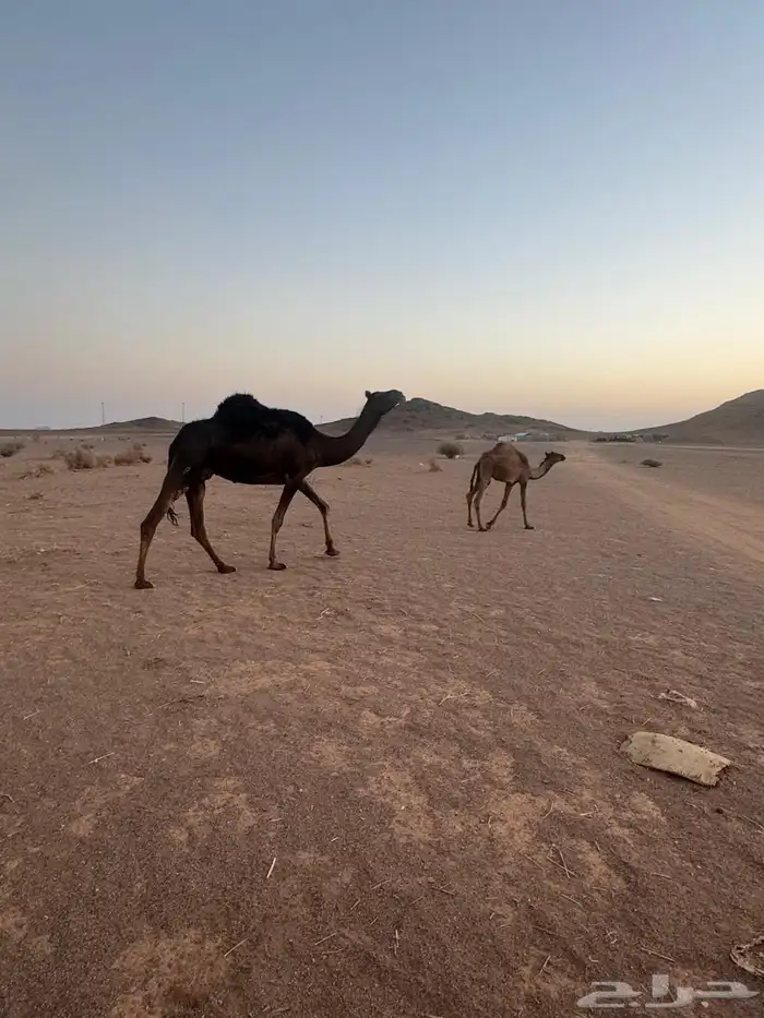للبيع 2