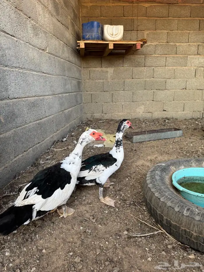 2 ذكور بط 1