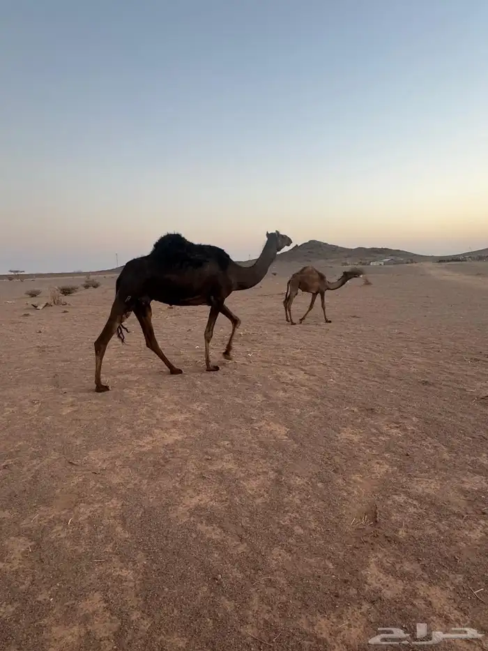 للبيع 1