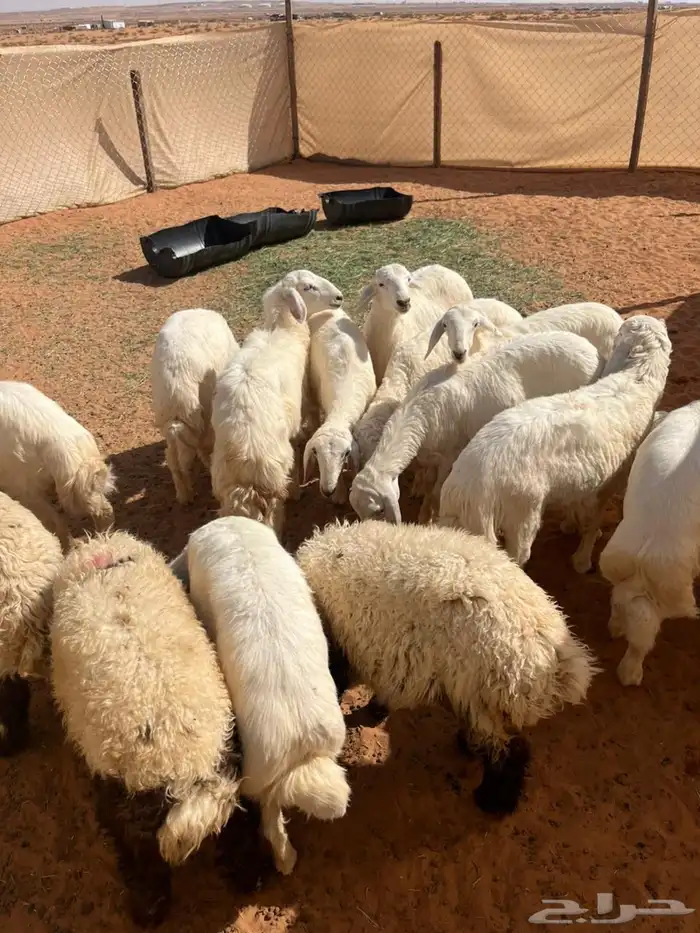 طليان 11 حريات و4 نعيم مغلقه شحم السوم 1150 0