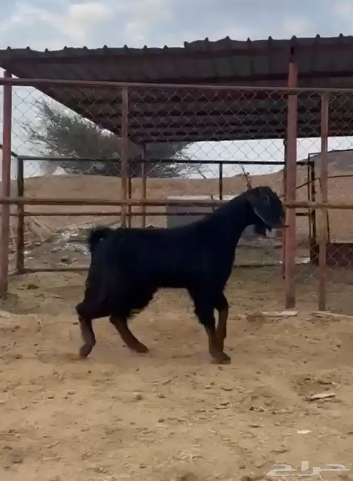 عنزين دفيع وتيس ثني 13