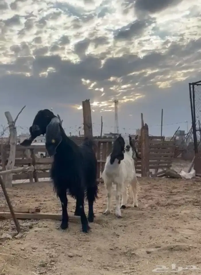 عنزين دفيع وتيس ثني 3