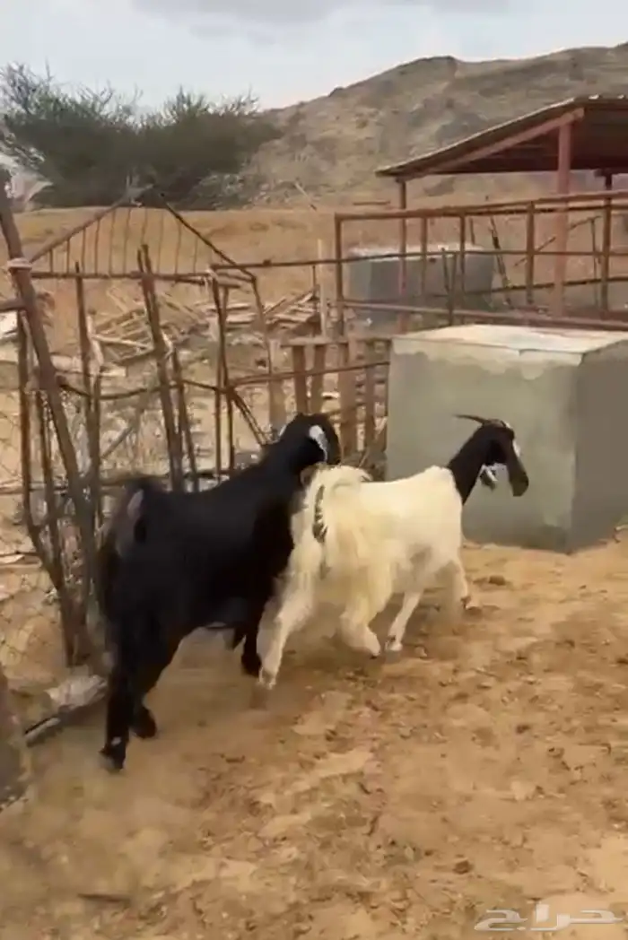 عنزين دفيع وتيس ثني 9