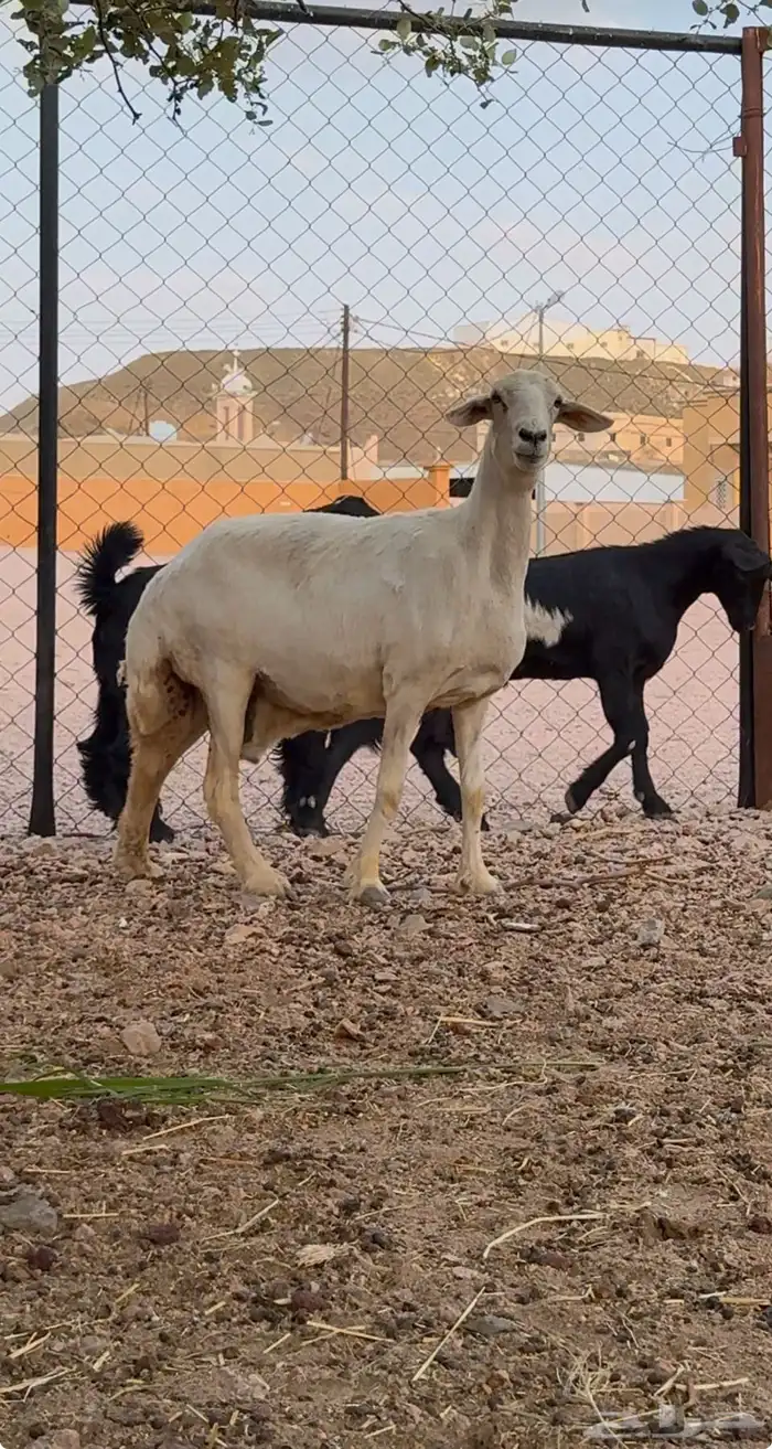 شاه حايل 0