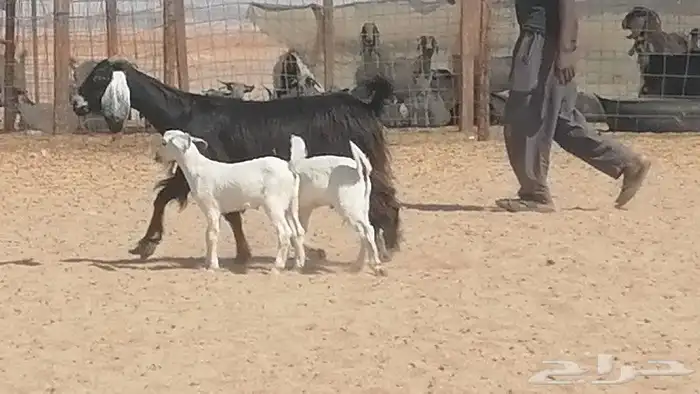 عنز عارضية متوم للبيع 3