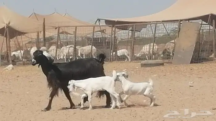 عنز عارضية متوم للبيع 13