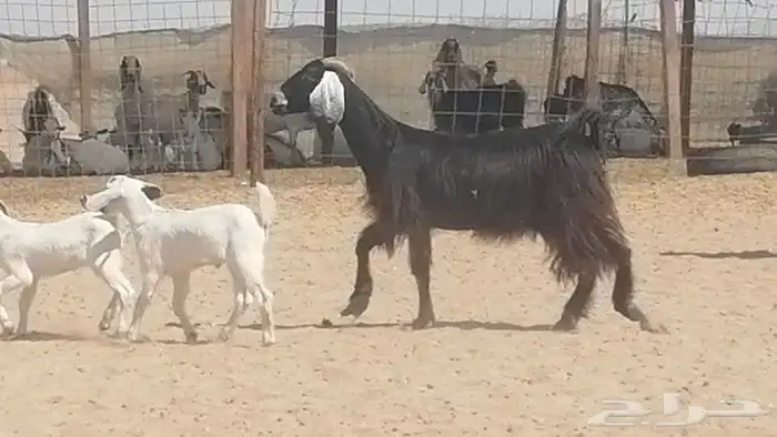 عنز عارضية متوم للبيع 7