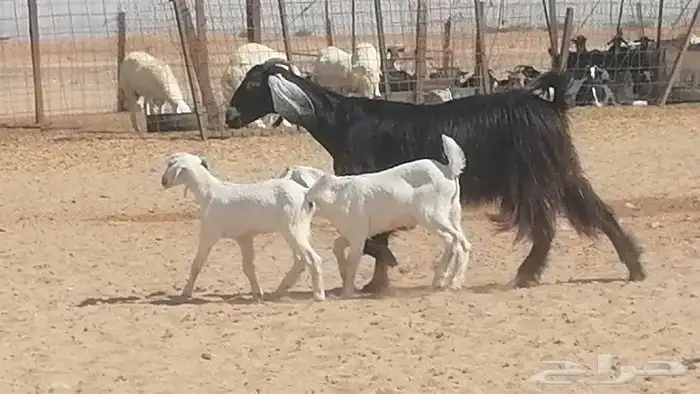 عنز عارضية متوم للبيع 6