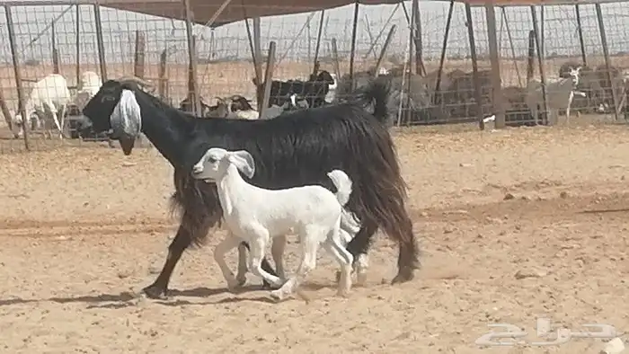 عنز عارضية متوم للبيع 1