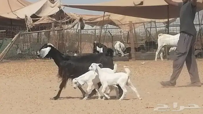 عنز عارضية متوم للبيع 11