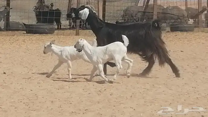 عنز عارضية متوم للبيع 4