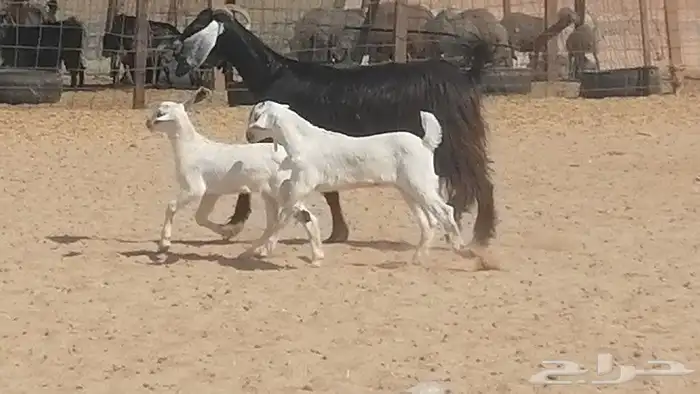 عنز عارضية متوم للبيع 0