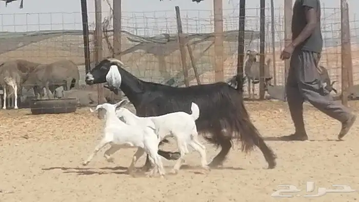 عنز عارضية متوم للبيع 8