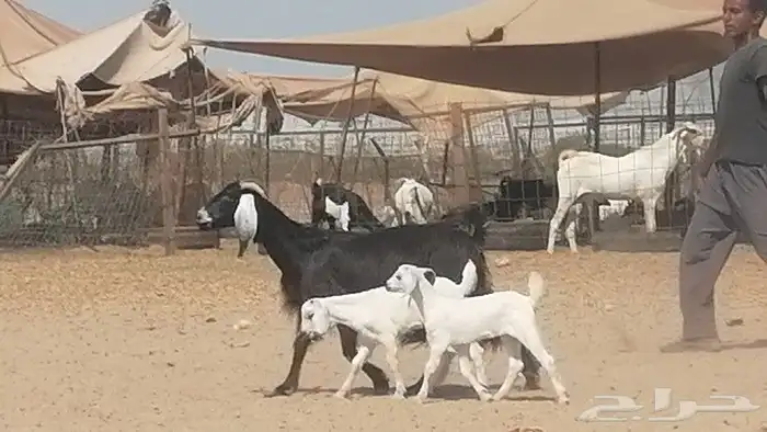 عنز عارضية متوم للبيع 12