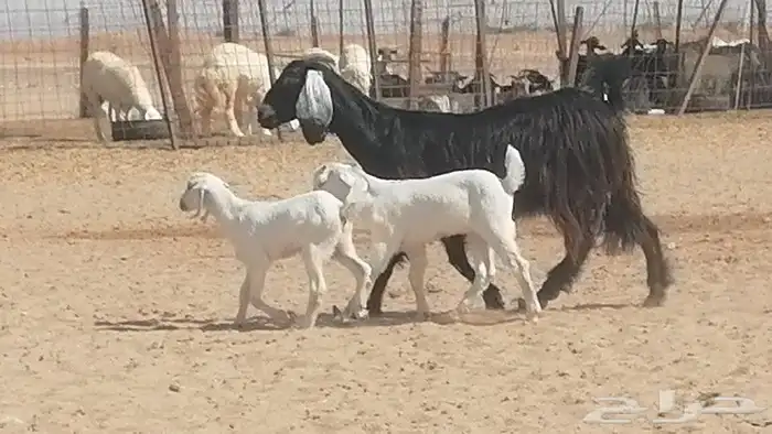 عنز عارضية متوم للبيع 5